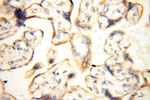 FABP3 Antibody in Immunohistochemistry (Paraffin) (IHC (P))