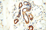 FABP3 Antibody in Immunohistochemistry (Paraffin) (IHC (P))