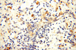 FABP3 Antibody in Immunohistochemistry (Paraffin) (IHC (P))