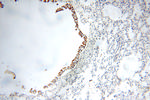 FABP3 Antibody in Immunohistochemistry (Paraffin) (IHC (P))