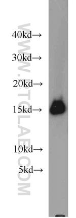 FABP3 Antibody in Western Blot (WB)