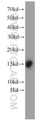 FABP3 Antibody in Western Blot (WB)