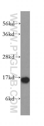 FABP3 Antibody in Western Blot (WB)