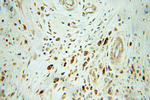 RGS2 Antibody in Immunohistochemistry (Paraffin) (IHC (P))