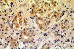 KLK3/PSA Antibody in Immunohistochemistry (Paraffin) (IHC (P))