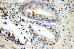 KLK3/PSA Antibody in Immunohistochemistry (Paraffin) (IHC (P))