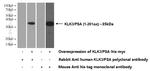 KLK3/PSA Antibody in Western Blot (WB)