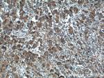 KLK3/PSA Antibody in Immunohistochemistry (Paraffin) (IHC (P))