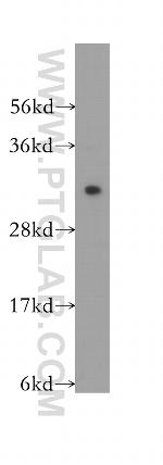 TNFSF13 Antibody in Western Blot (WB)