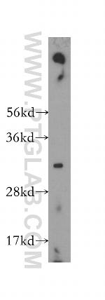 TNFSF13 Antibody in Western Blot (WB)