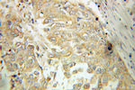 TPMT Antibody in Immunohistochemistry (Paraffin) (IHC (P))