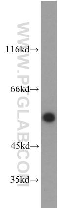 ETV4 Antibody in Western Blot (WB)