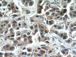 RERG Antibody in Immunohistochemistry (Paraffin) (IHC (P))