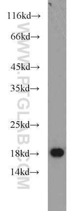 MMS2 Antibody in Western Blot (WB)