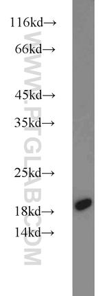 MMS2 Antibody in Western Blot (WB)