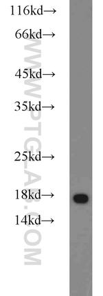 MMS2 Antibody in Western Blot (WB)