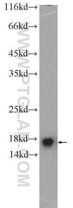 MMS2 Antibody in Western Blot (WB)