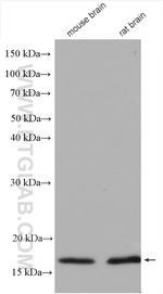 GMF-beta Antibody in Western Blot (WB)