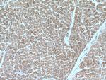 CUL4A Antibody in Immunohistochemistry (Paraffin) (IHC (P))