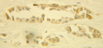 CUL4A Antibody in Immunohistochemistry (Paraffin) (IHC (P))