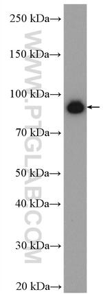 CUL4A Antibody in Western Blot (WB)