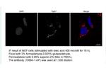 TIP47 Antibody in Immunocytochemistry (ICC/IF)