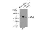 TIP47 Antibody in Immunoprecipitation (IP)