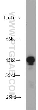 TIP47 Antibody in Western Blot (WB)