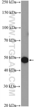 TIP47 Antibody in Western Blot (WB)