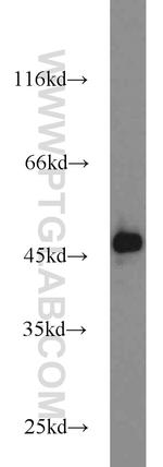 TIP47 Antibody in Western Blot (WB)