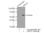 FBXO7 Antibody in Immunoprecipitation (IP)