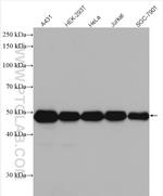 RCC1 Antibody in Western Blot (WB)