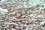 KMO Antibody in Immunohistochemistry (Paraffin) (IHC (P))