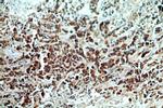 KMO Antibody in Immunohistochemistry (Paraffin) (IHC (P))