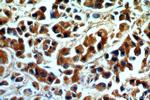 KMO Antibody in Immunohistochemistry (Paraffin) (IHC (P))