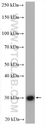 HO-1/HMOX1 Antibody in Western Blot (WB)