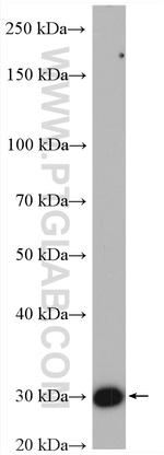 HO-1/HMOX1 Antibody in Western Blot (WB)