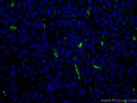 HO-1/HMOX1 Antibody in Immunohistochemistry (PFA fixed) (IHC (PFA))