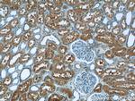 VAMP3/Cellubrevin Antibody in Immunohistochemistry (Paraffin) (IHC (P))