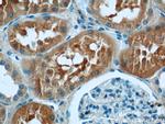 VAMP3/Cellubrevin Antibody in Immunohistochemistry (Paraffin) (IHC (P))