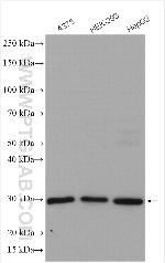 PRDX4 Antibody in Western Blot (WB)