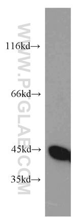 NELFE Antibody in Western Blot (WB)