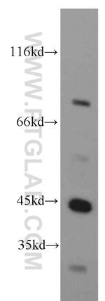 NELFE Antibody in Western Blot (WB)