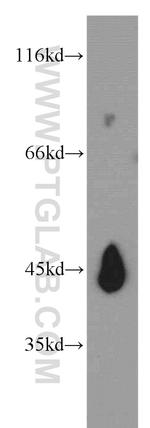 NELFE Antibody in Western Blot (WB)