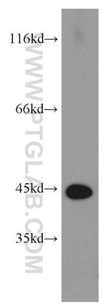 NELFE Antibody in Western Blot (WB)