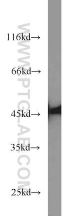 NELFE Antibody in Western Blot (WB)