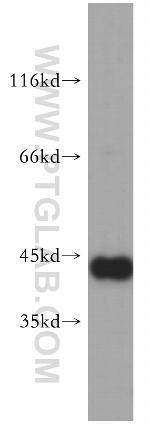 NELFE Antibody in Western Blot (WB)