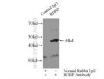 NELFE Antibody in Immunoprecipitation (IP)