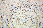 C1D Antibody in Immunohistochemistry (Paraffin) (IHC (P))