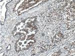 C1D Antibody in Immunohistochemistry (Paraffin) (IHC (P))